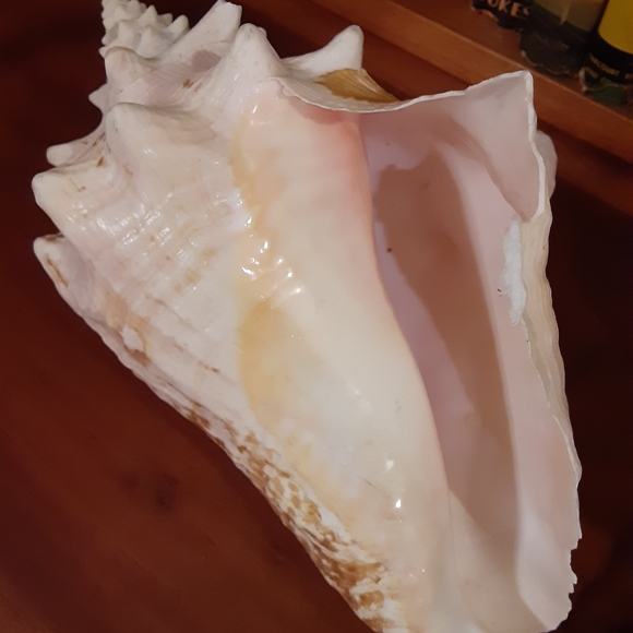 Rare Queen Conch Shell 9in - Picture 10 of 10